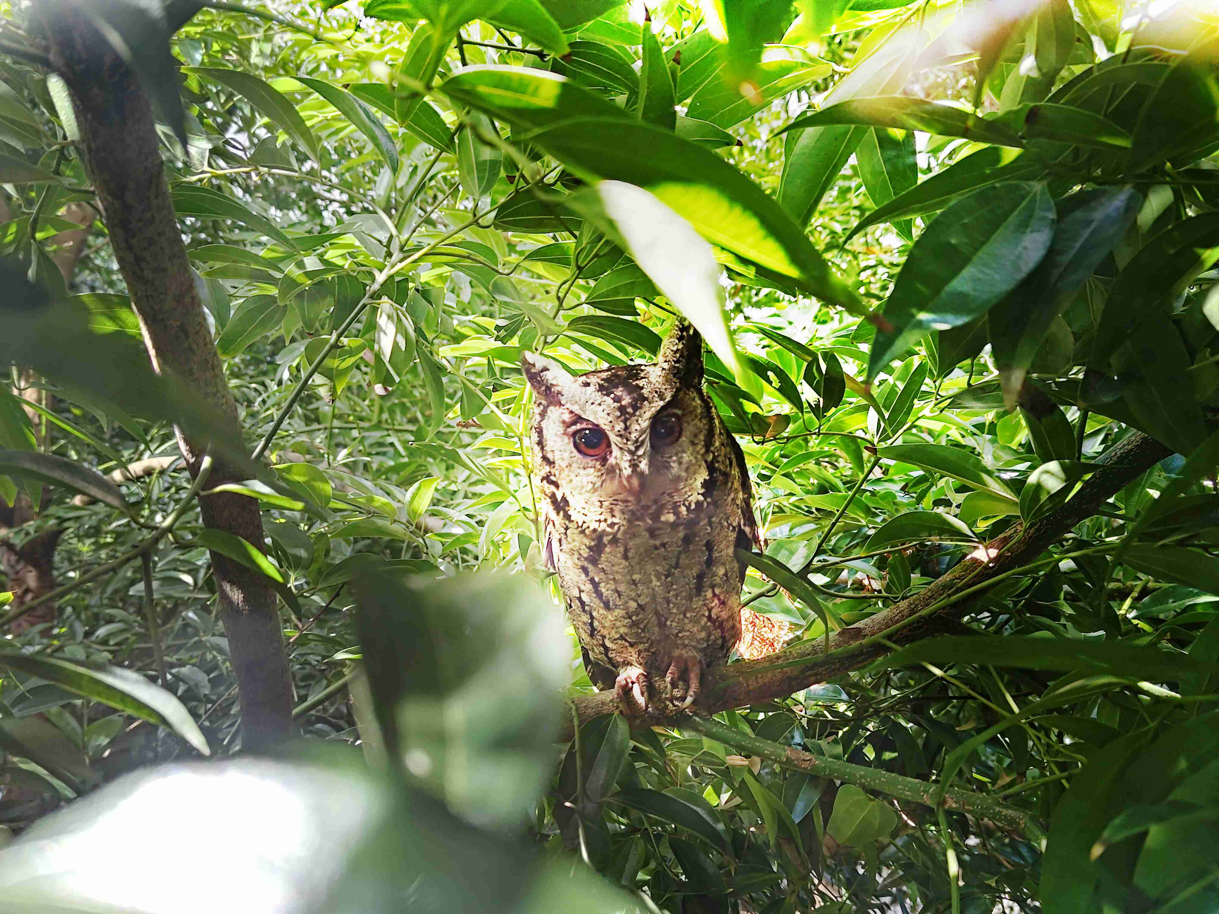 888.BY集团电子游戏致力提倡净零绿生活，，，，16年以来在全球各厂区植树逾百万棵，，，造就各厂区树木蔚然成林，，，犹如森林工厂，，，，成为许多生物的栖息地